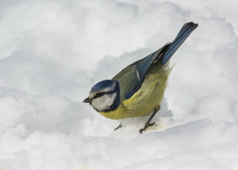 Cinciarella, di nuovo sulla neve